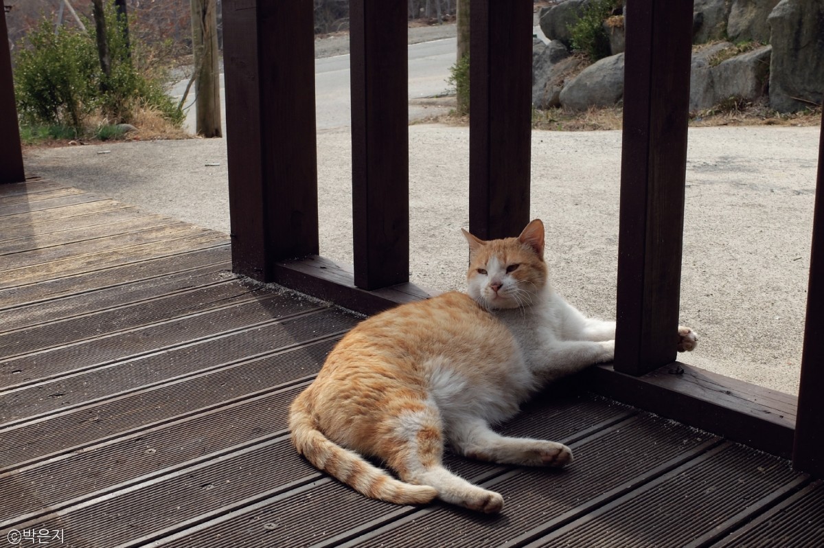 노트펫