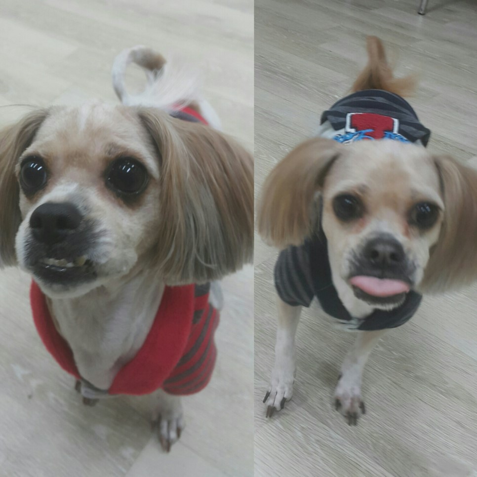 노트펫