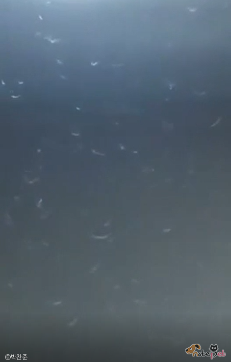 노트펫