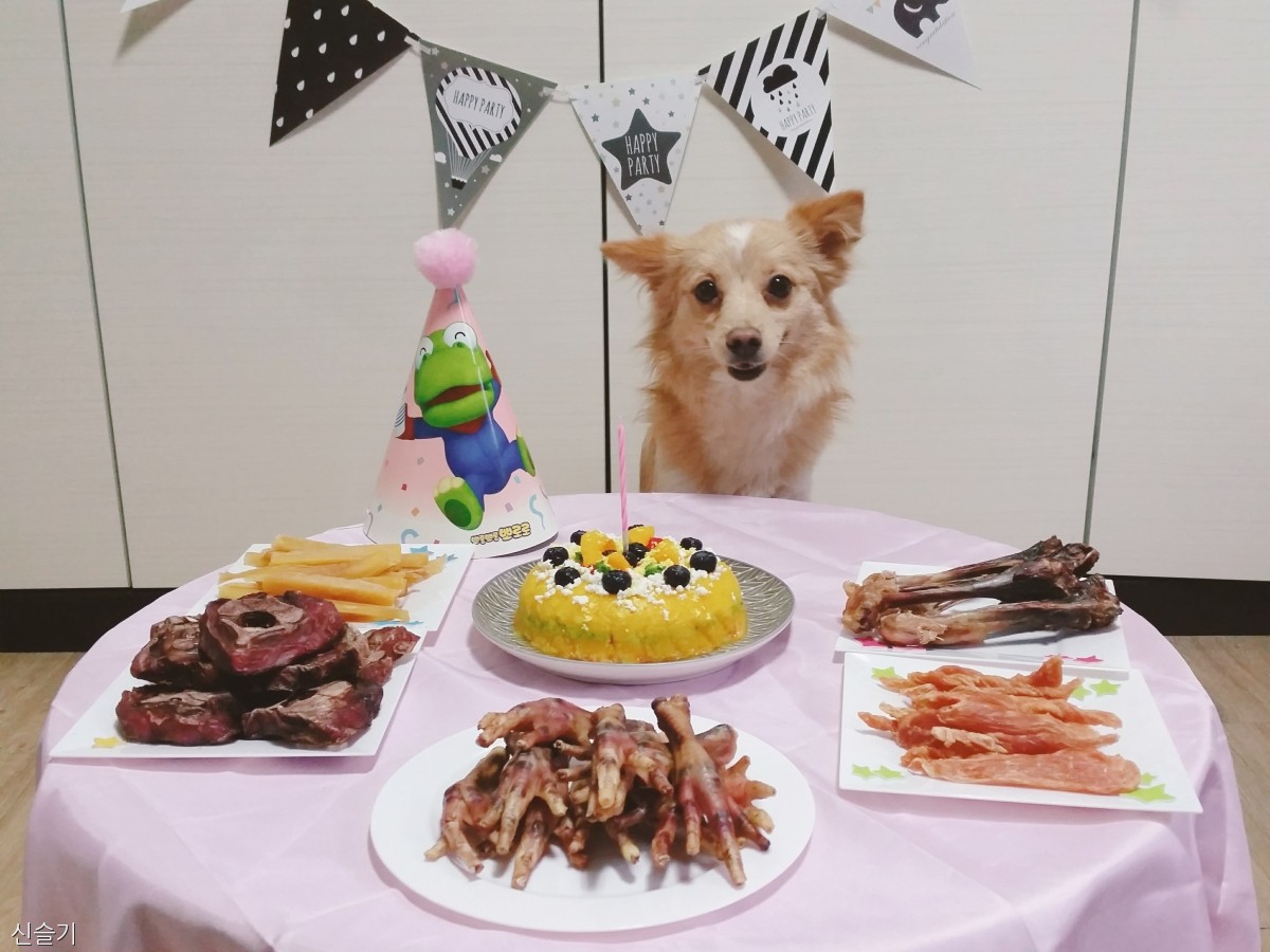 노트펫