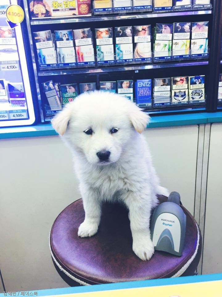 노트펫