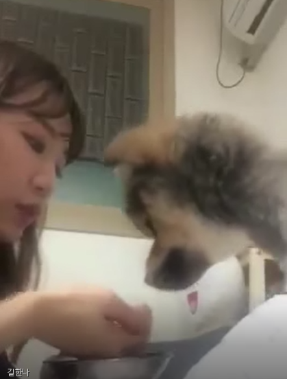 노트펫