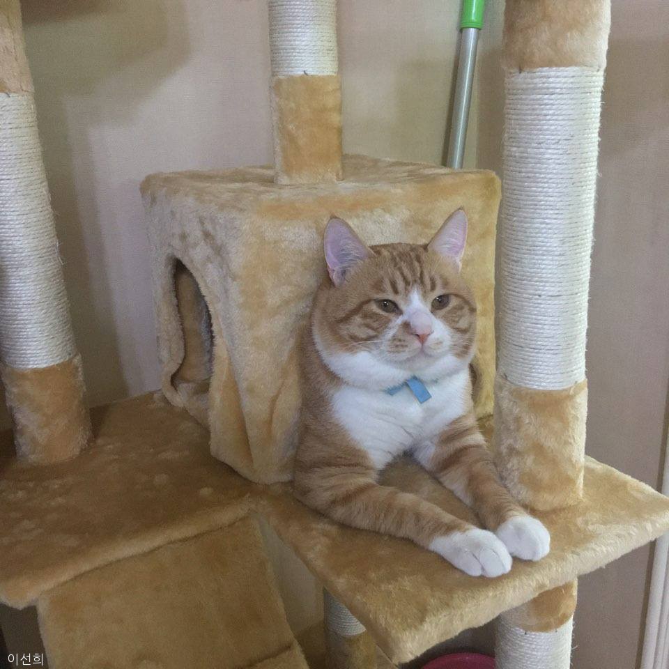 노트펫