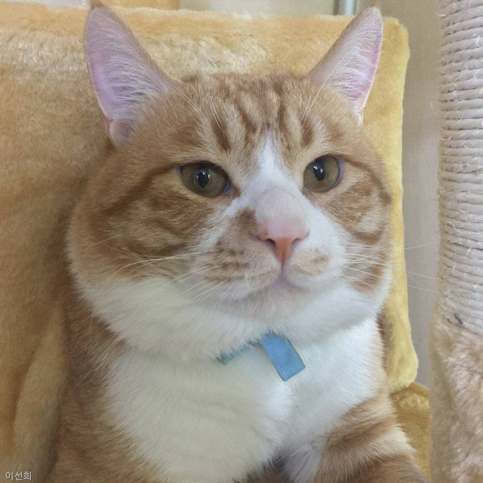 노트펫