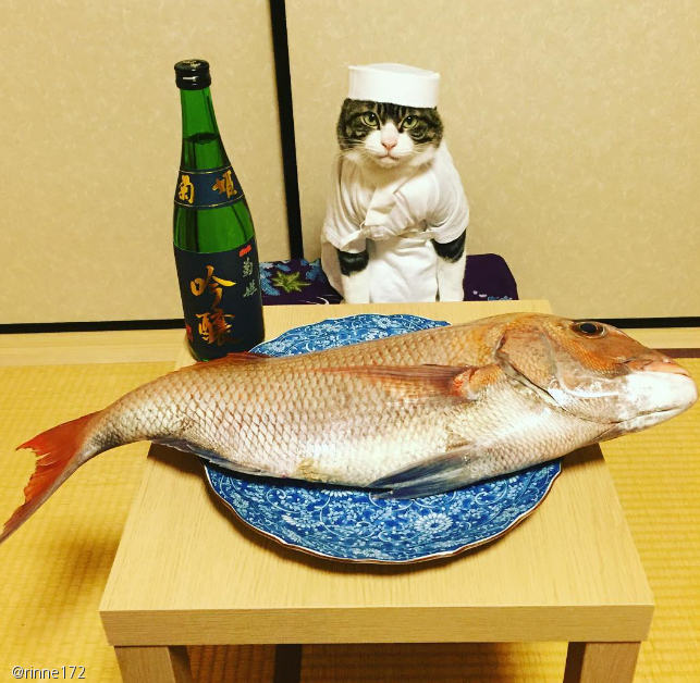 노트펫