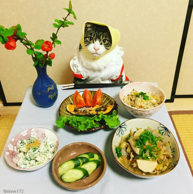 노트펫