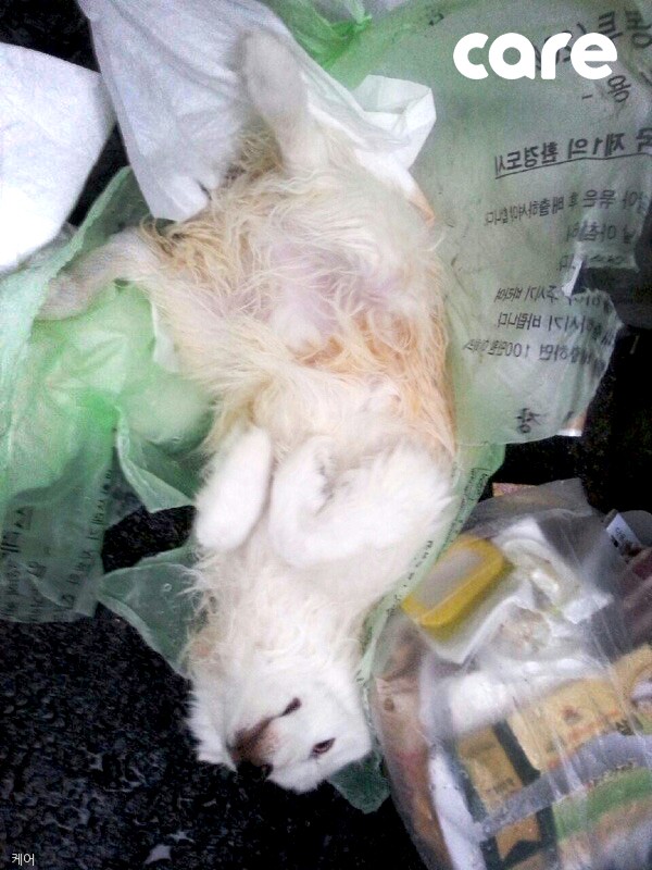 노트펫