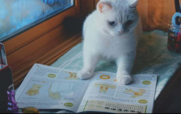 노트펫
