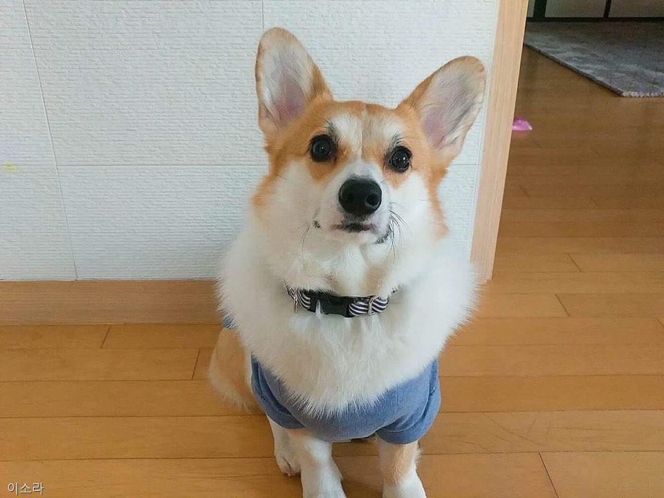 노트펫