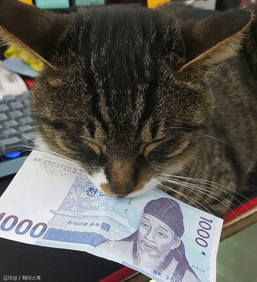 노트펫