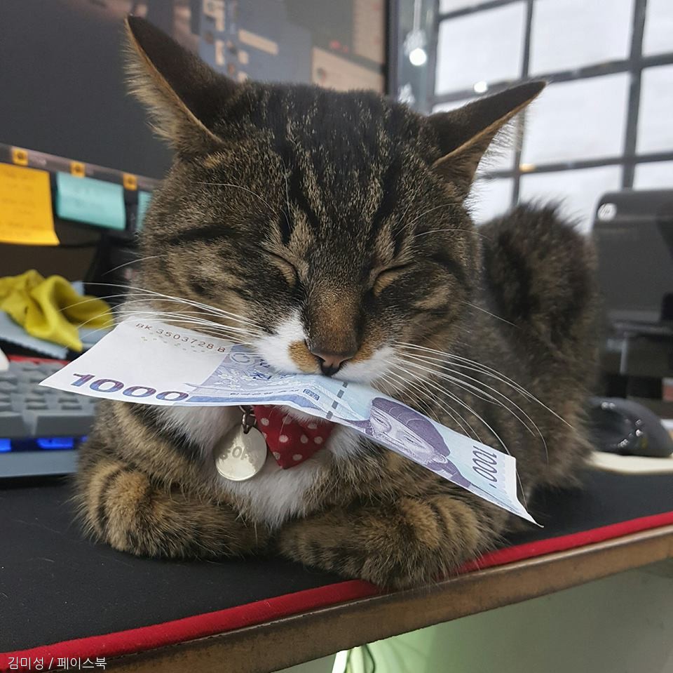 노트펫
