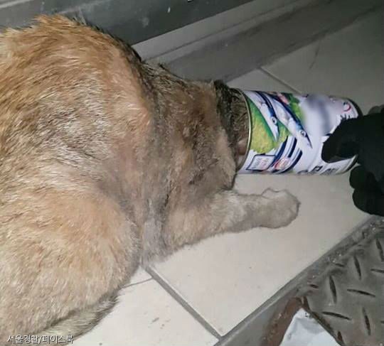노트펫