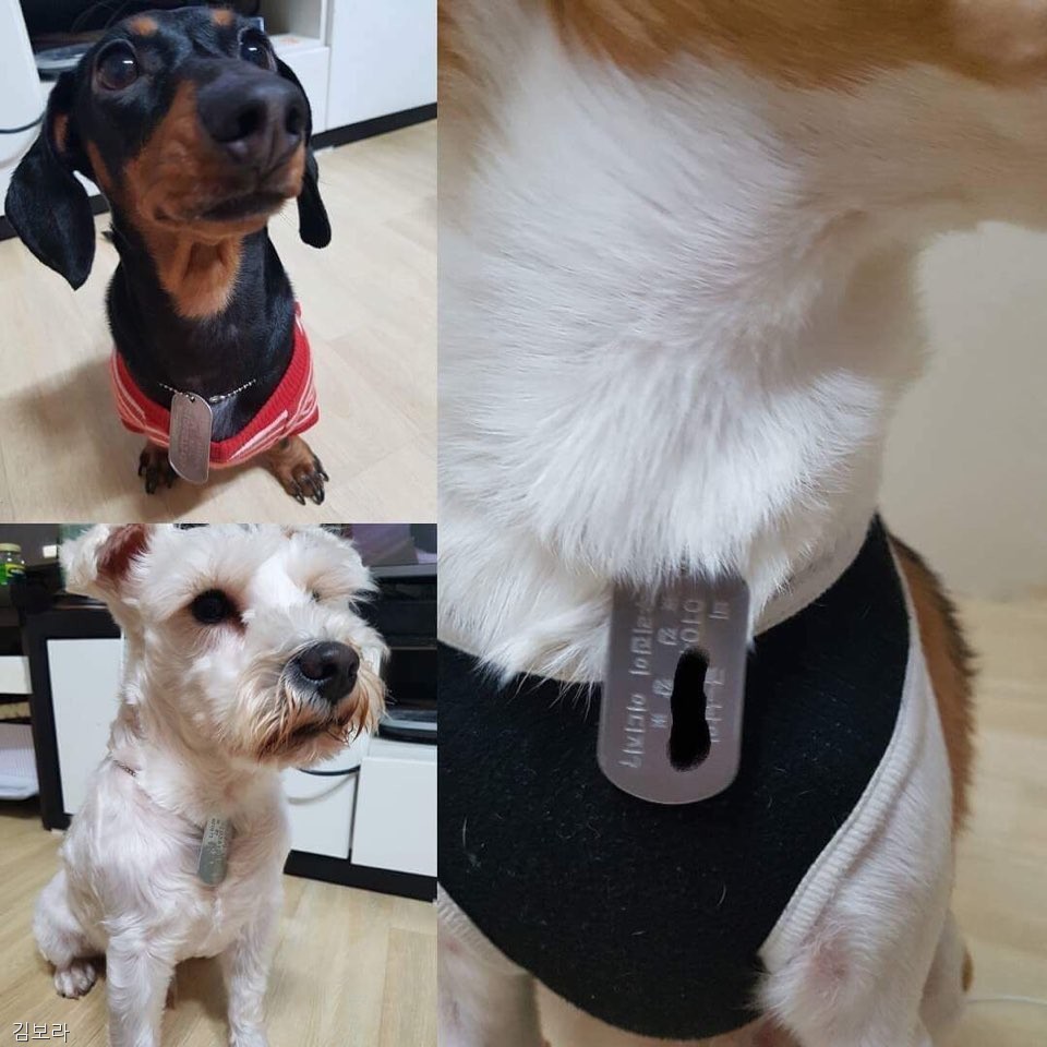노트펫