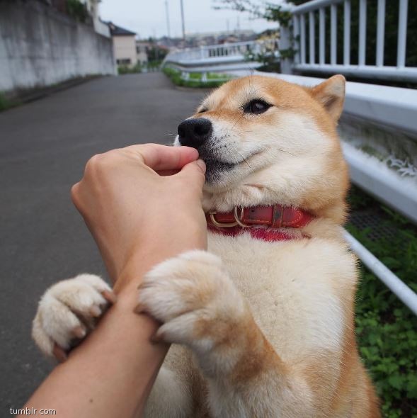 노트펫