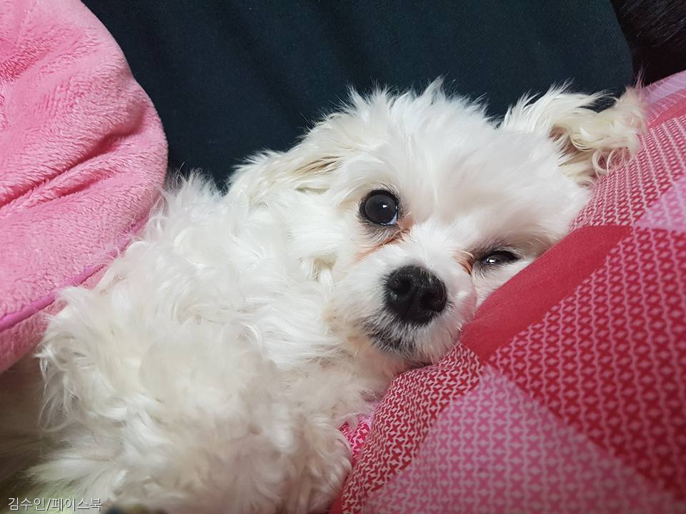 노트펫