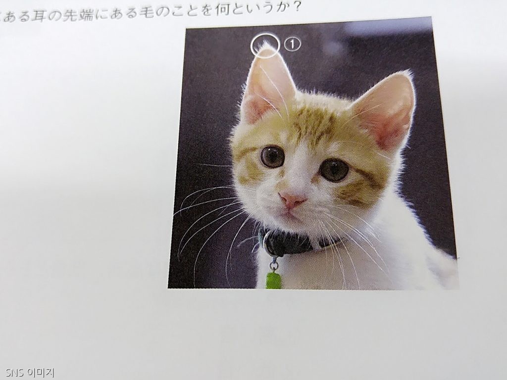 노트펫