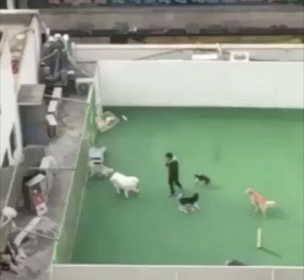 노트펫