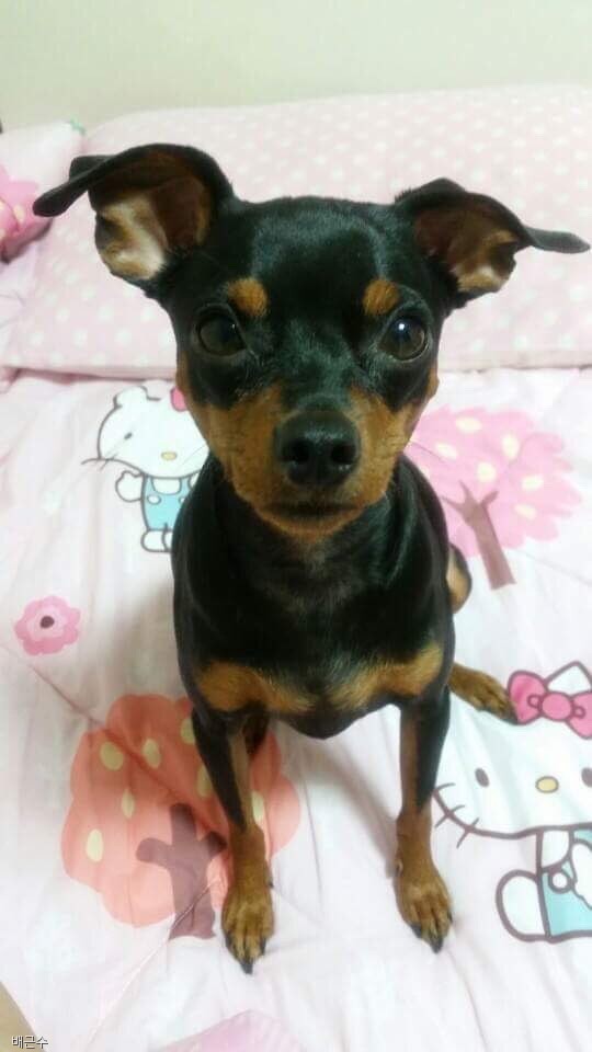 노트펫