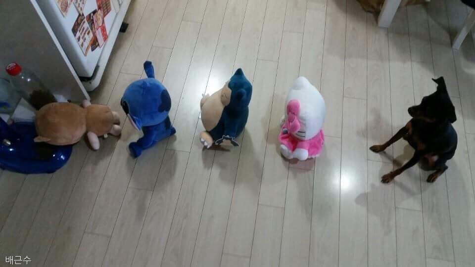 노트펫