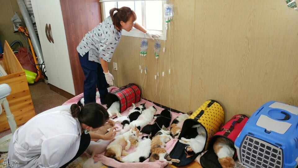 노트펫