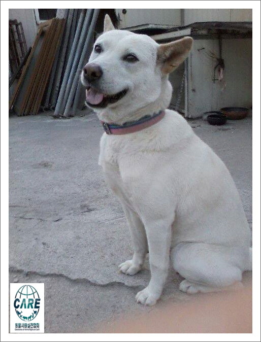 노트펫