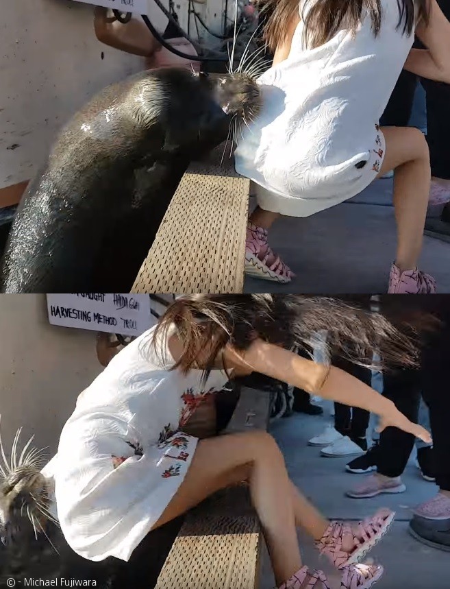 노트펫