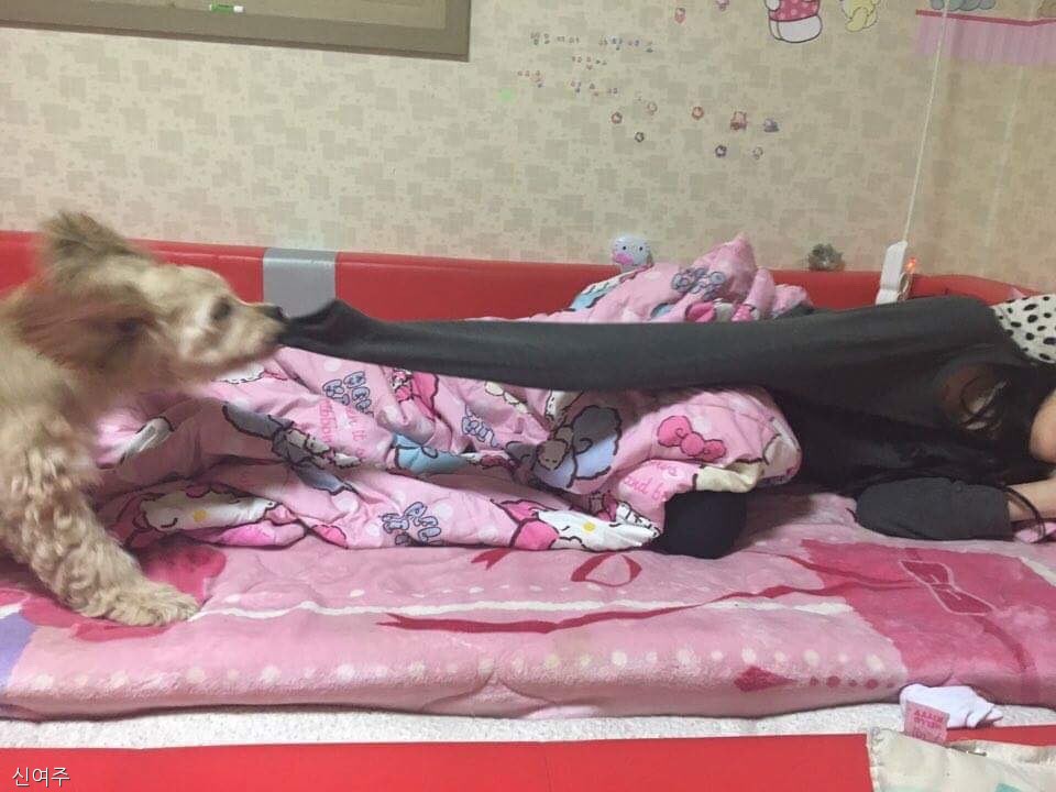 노트펫