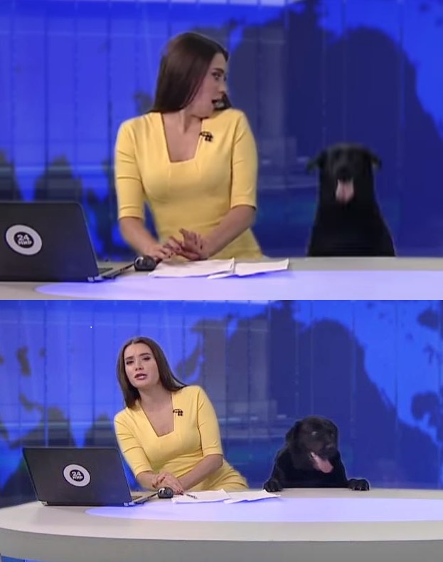 노트펫