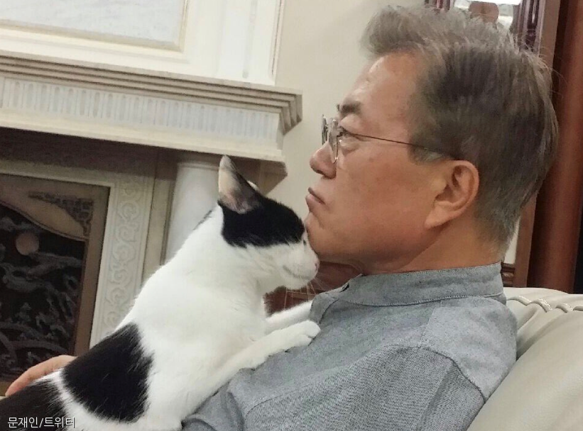 노트펫
