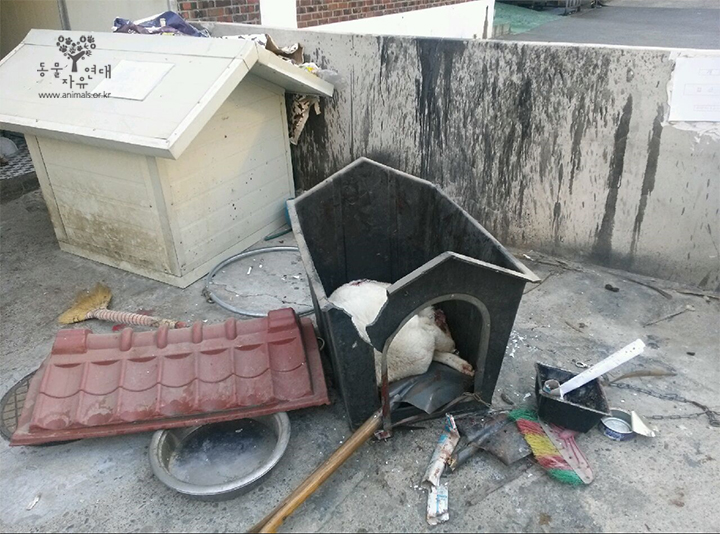 노트펫