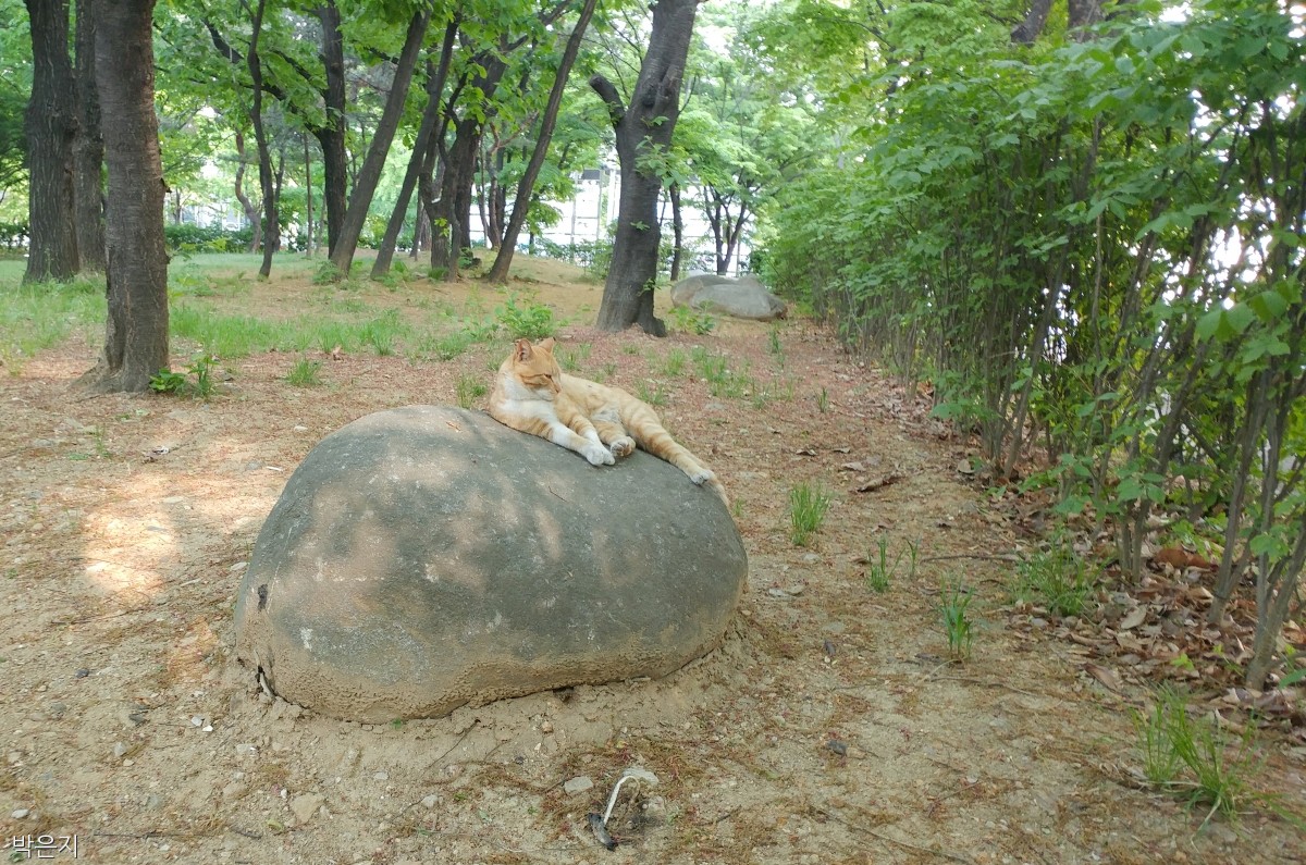 노트펫