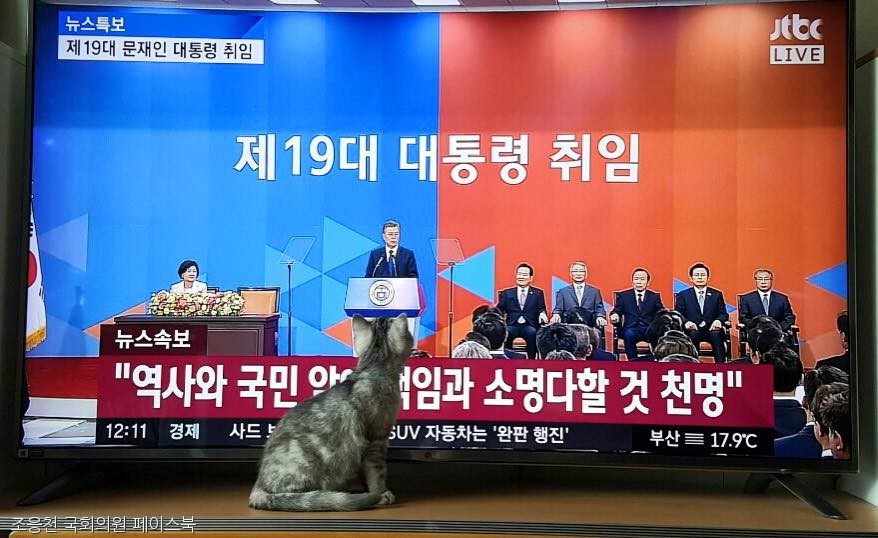 노트펫