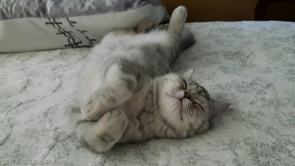 노트펫