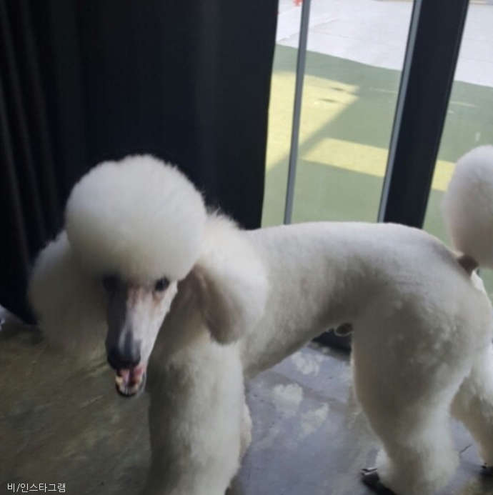 노트펫