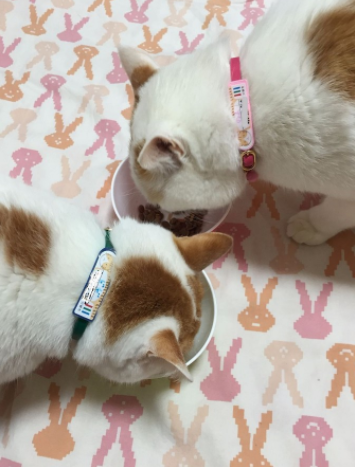 노트펫
