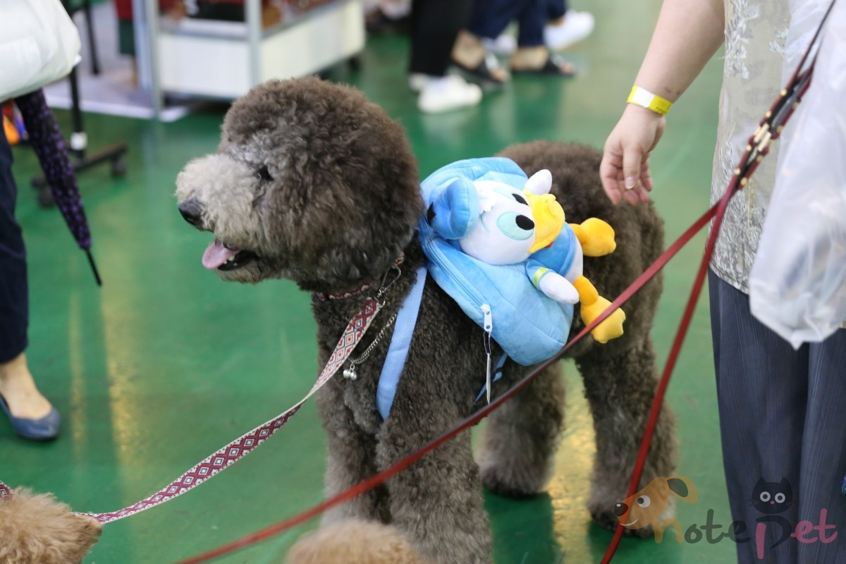 노트펫