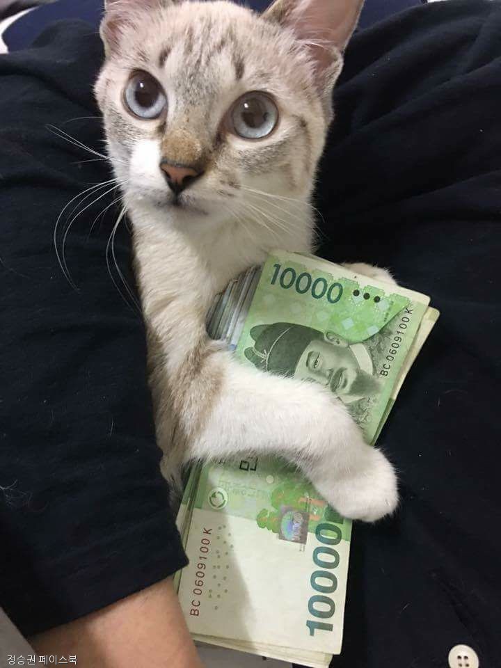 노트펫