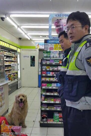 노트펫