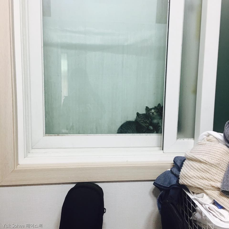 노트펫