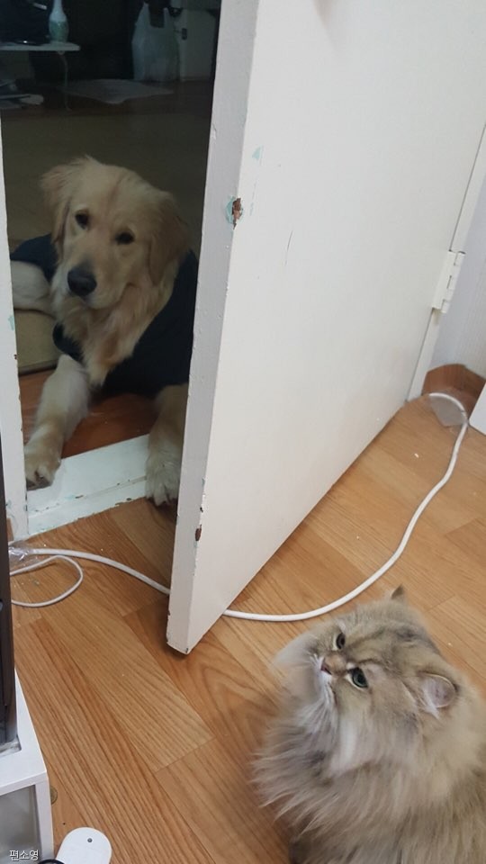 노트펫