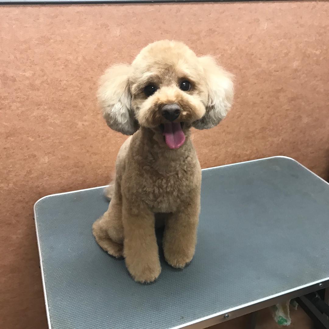 노트펫