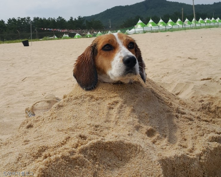 노트펫