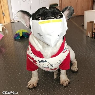 노트펫