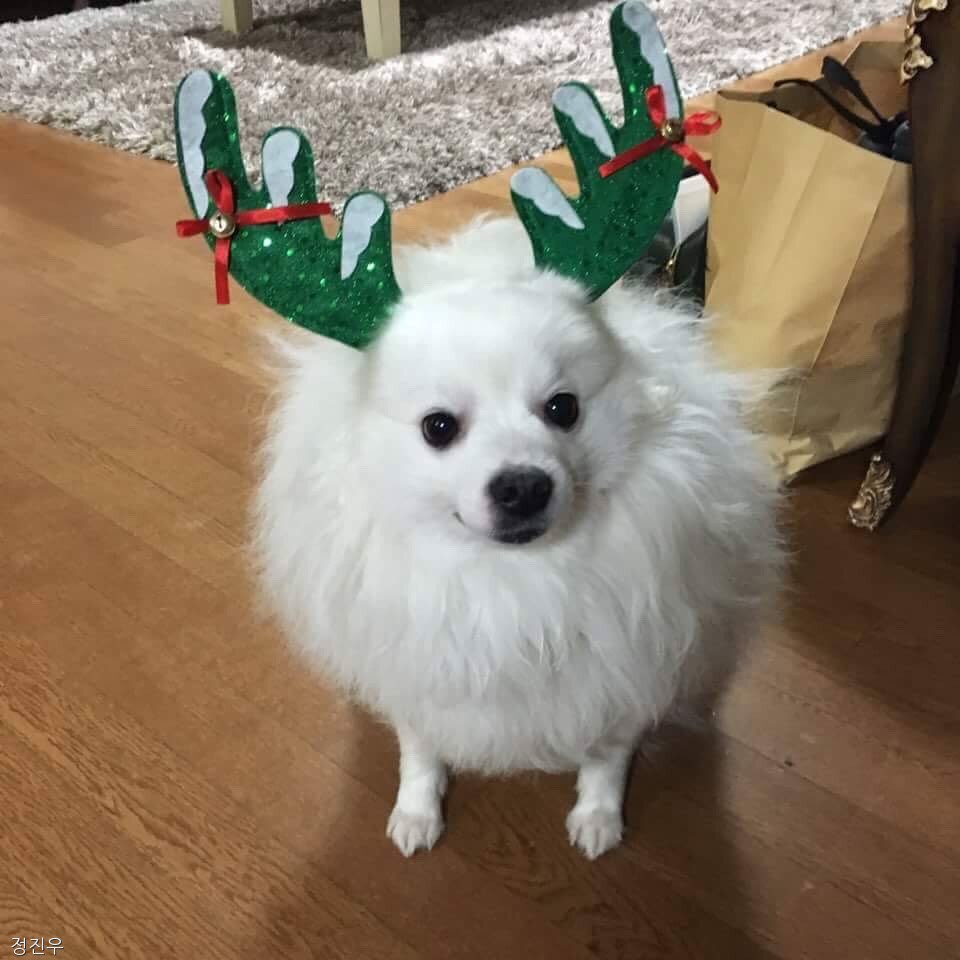 노트펫
