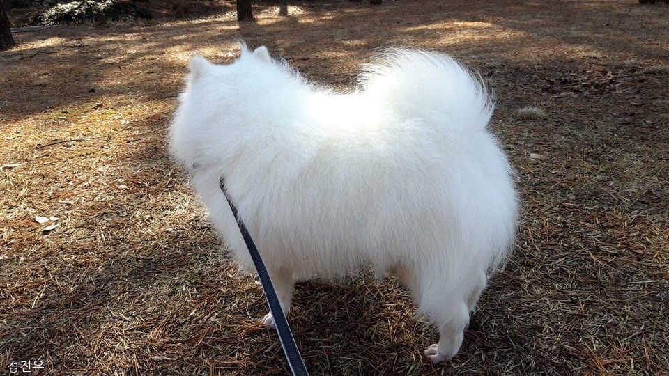 노트펫