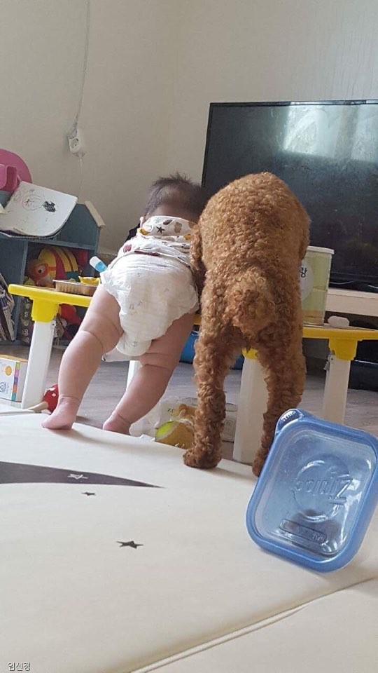 노트펫
