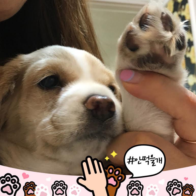 노트펫
