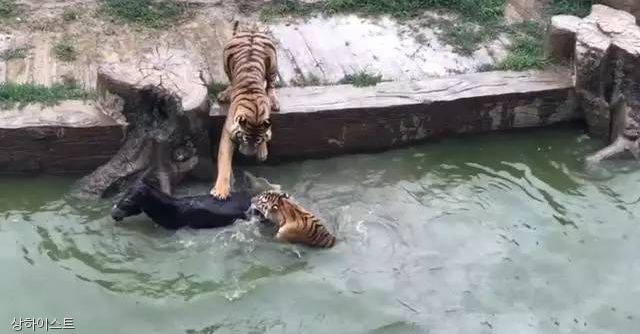 노트펫