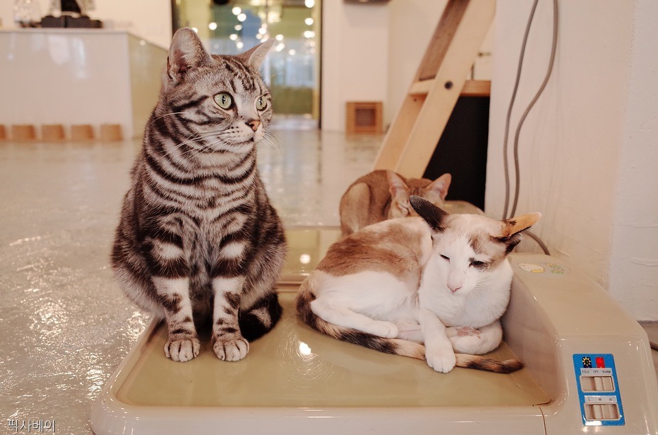 노트펫