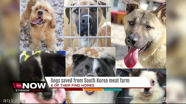 노트펫